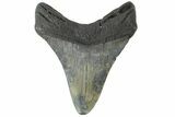 Fossil Megalodon Tooth - South Carolina #164975-2